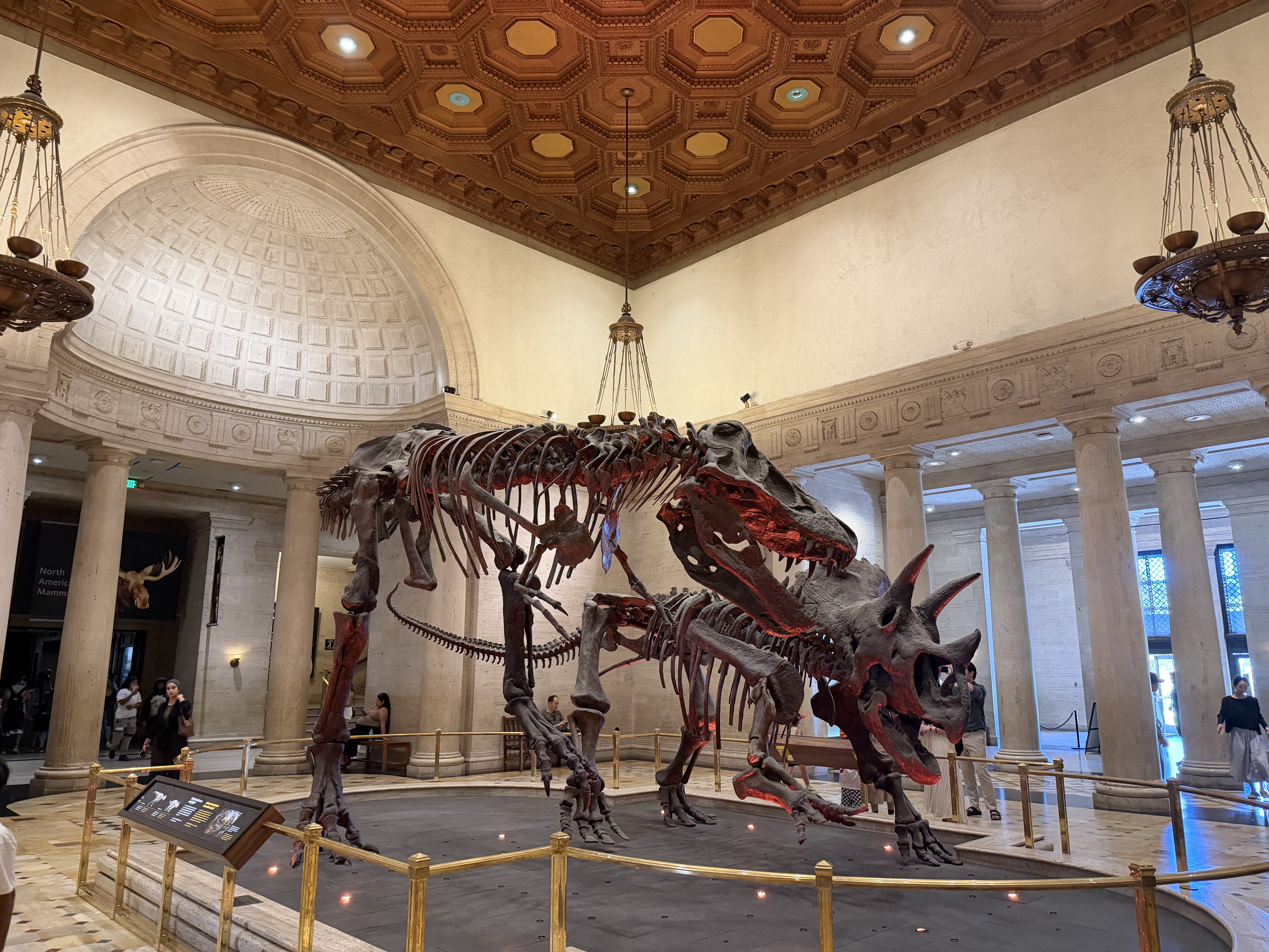 Natural History Museum Interior 4